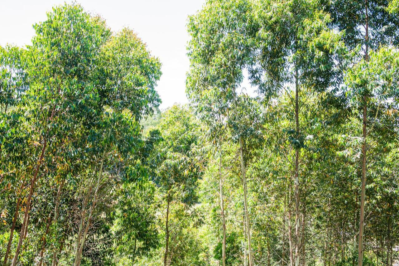 פלורס דה קוניה Casa Container Figo Em Meio A Natureza Na Serra Gaucha מראה חיצוני תמונה